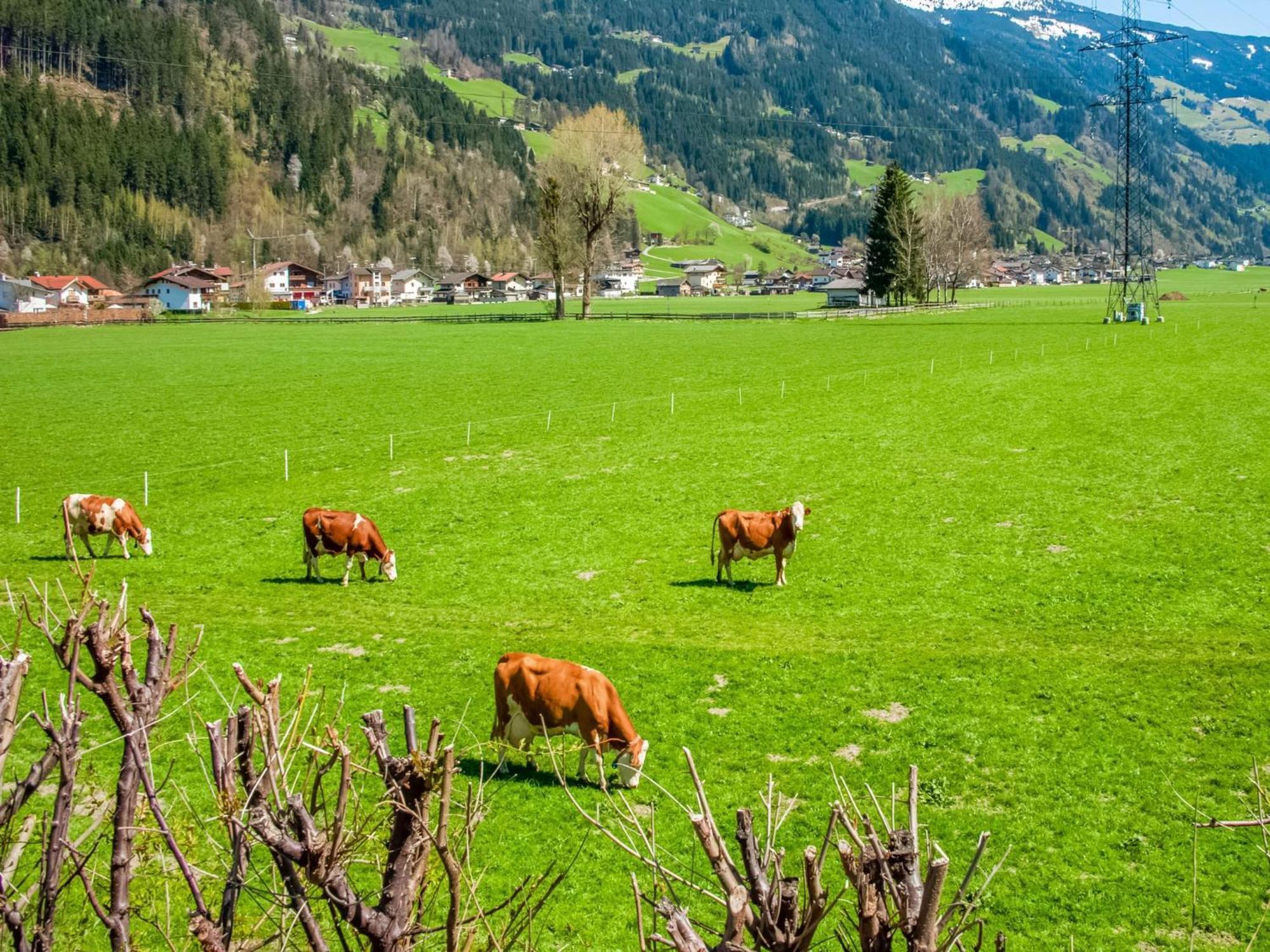 Apartment With Panoramic View Ramsau im Zillertal Ngoại thất bức ảnh